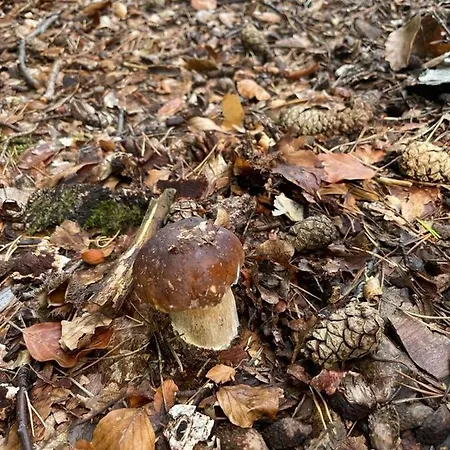 Osiedle Bursztynowe Promocja *